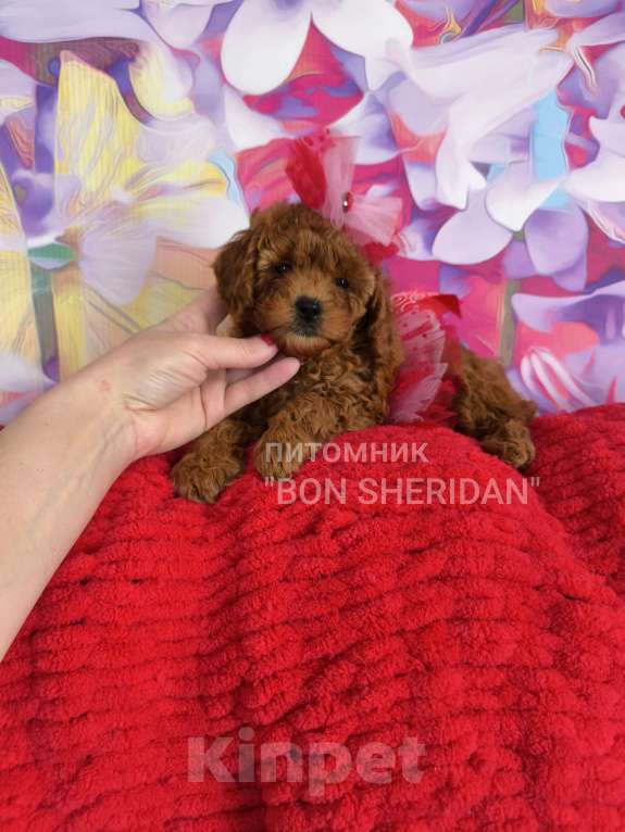 Собаки в Пушкино: Девочка той пуделя  Девочка, 80 000 руб. - фото 1