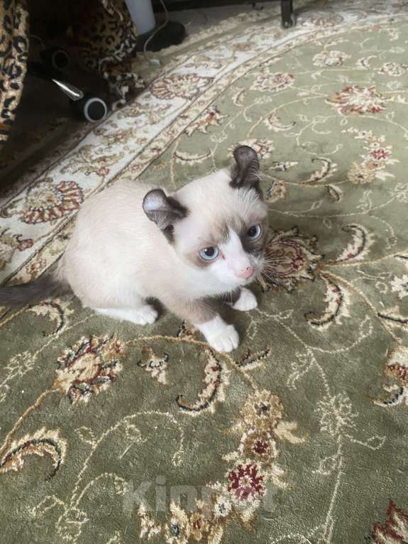 Кошки в Балашихе: Котенок Мальчик, 15 000 руб. - фото 2