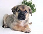 Собаки в Видном: Малышка Мими ищет дом Девочка, Бесплатно - фото 1