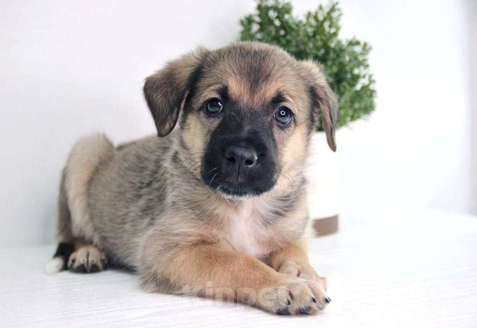 Собаки в Видном: Малышка Мими ищет дом Девочка, Бесплатно - фото 1
