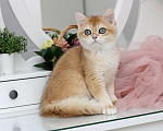 Кошки в Новосибирске: Британская Шиншилла Мальчик, 50 000 руб. - фото 1