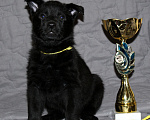 Собаки в Москве: Немецкая овчарка рабочего разведения Девочка, 80 000 руб. - фото 1