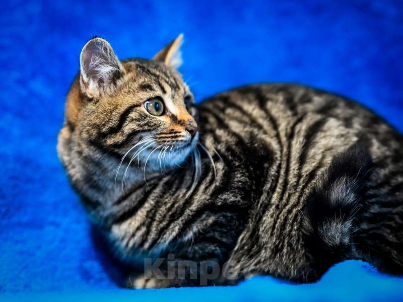 Кошки в Москве: Котята-подростки британской породы в добрые руки Мальчик, Бесплатно - фото 6