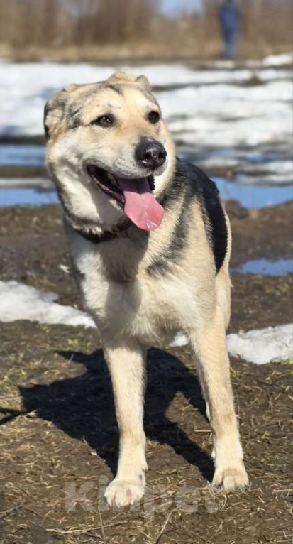 Собаки в Королеве: 1 шанс на 1000! Девочка, Бесплатно - фото 4