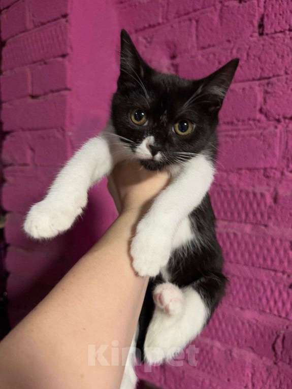 Кошки в Москве: Котёнок Ежевичка в добрые руки  Девочка, Бесплатно - фото 4