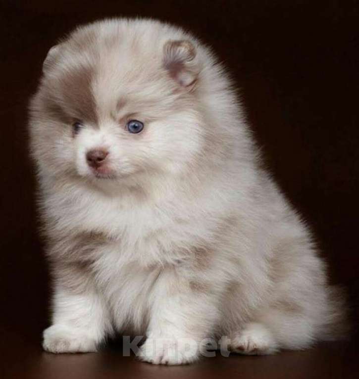 Собаки в Краснодаре: Померанский шпиц Мальчик, 50 000 руб. - фото 2