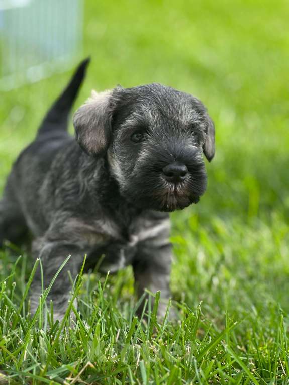 Собаки в Уфе: Щенок цвергшнауцера Девочка, 50 000 руб. - фото 2