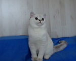 Кошки в Санкт-Петербурге: Голубоглазый британский котенок. Мальчик, 25 000 руб. - фото 2