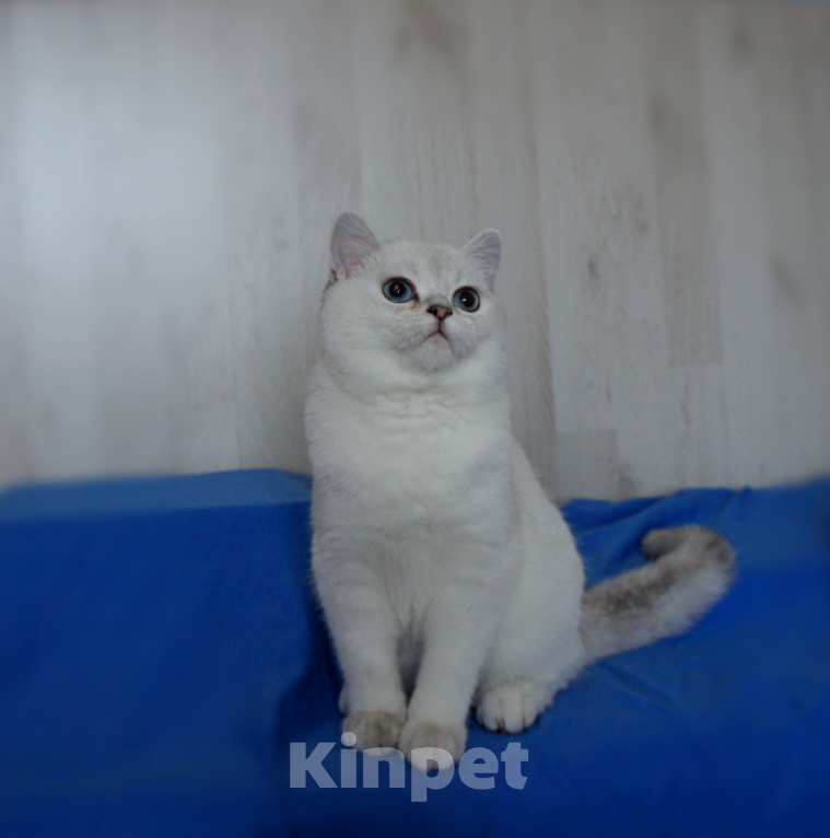 Кошки в Санкт-Петербурге: Голубоглазый британский котенок. Мальчик, 25 000 руб. - фото 2
