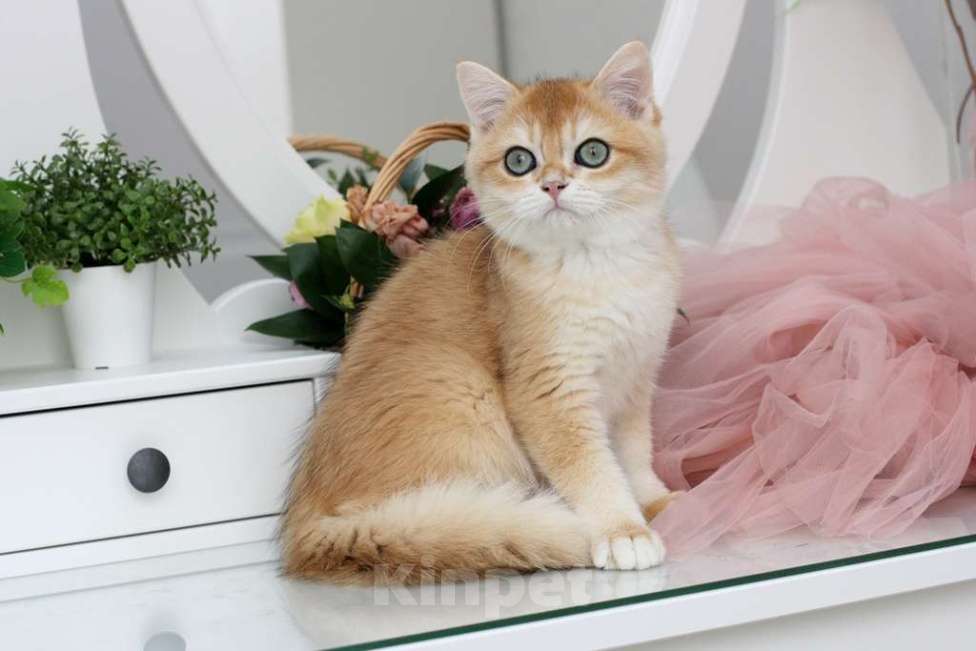 Кошки в Новосибирске: Британская Шиншилла Мальчик, 50 000 руб. - фото 1