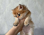 Кошки в Казани: Котик Мальчик, 35 000 руб. - фото 2
