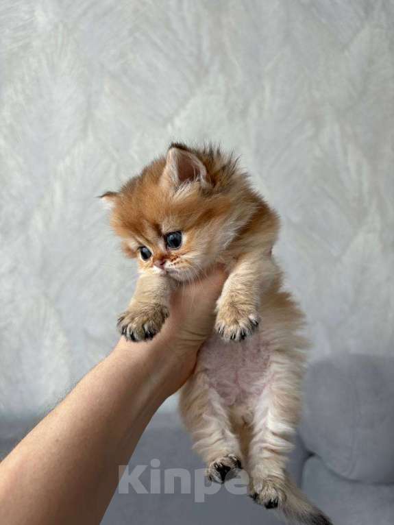 Кошки в Казани: Котик Мальчик, 35 000 руб. - фото 2