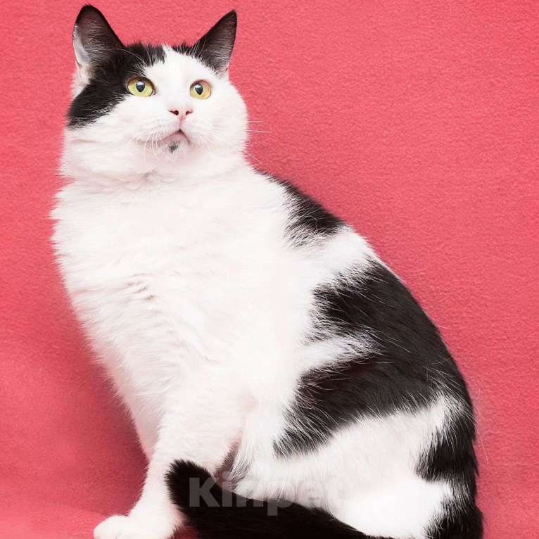 Кошки в Москве: Кошечка Эльза вывезена из Мариуполя Девочка, Бесплатно - фото 2