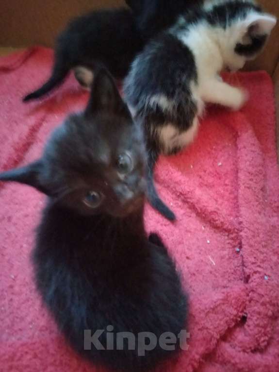 Кошки в Кирове: Красивый черно белый котик Девочка, Бесплатно - фото 2