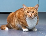 Кошки в Мытищах: Кошка Дуся в добрые руки Девочка, Бесплатно - фото 1