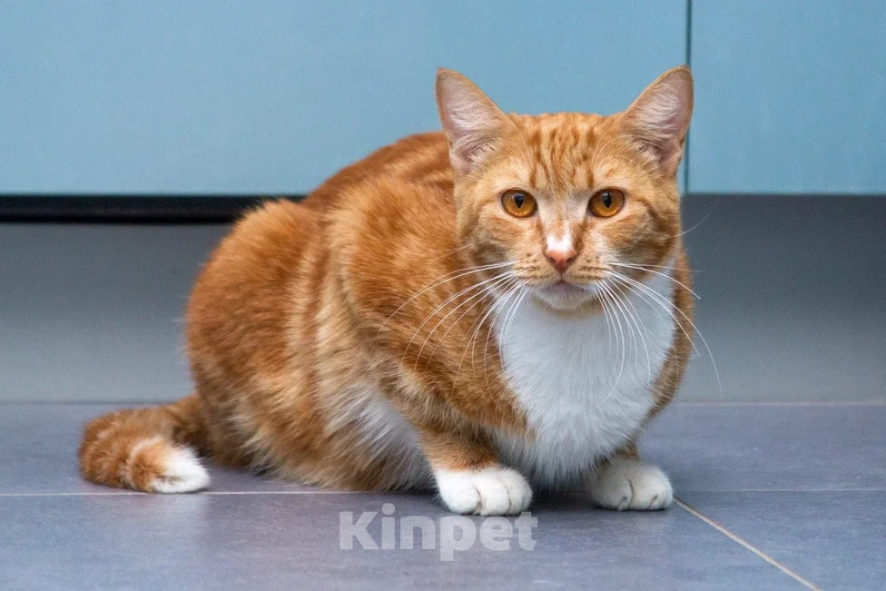 Кошки в Мытищах: Кошка Дуся в добрые руки Девочка, Бесплатно - фото 1
