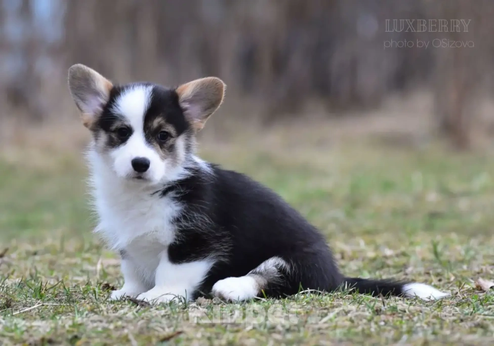 Собаки в Санкт-Петербурге: Вельш Корги Пемброк Девочка, Бесплатно - фото 2