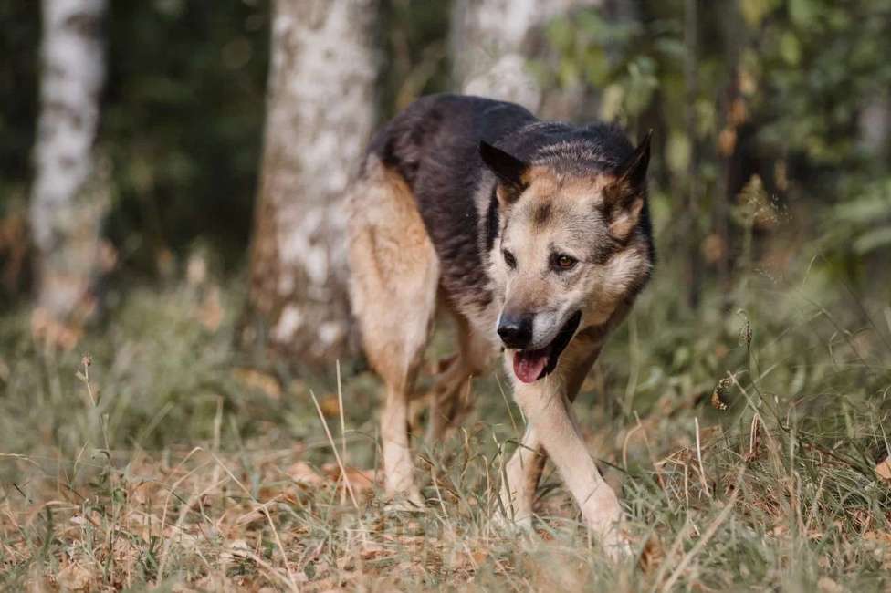 Собаки в Москве: Дик Мальчик, Бесплатно - фото 2