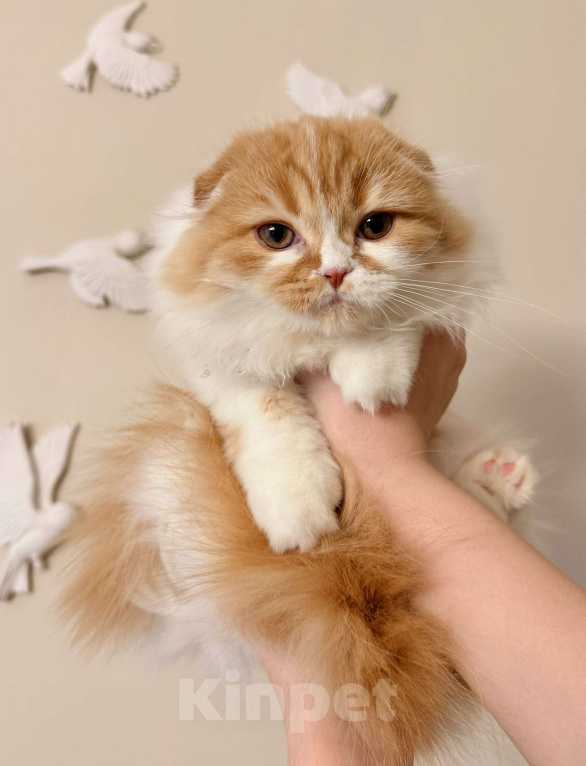 Кошки в Нижнем Новгороде: Шотландская вислоухая кошечка Девочка, 15 000 руб. - фото 1