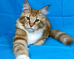 Кошки в Дедовске: Мейн-кун кот Федот Мальчик, 45 000 руб. - фото 4