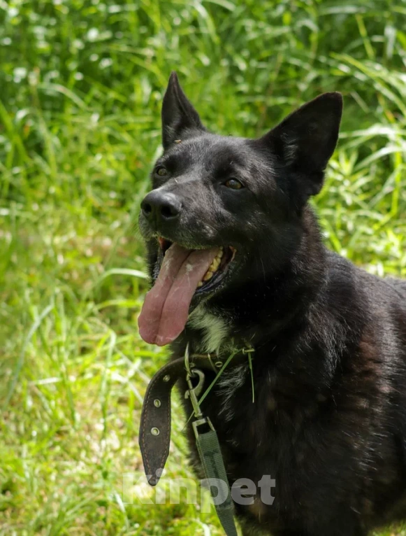 Собаки в Ногинске: Нежный Техас готов подарить сердце в обмен на любовь Мальчик, Бесплатно - фото 2