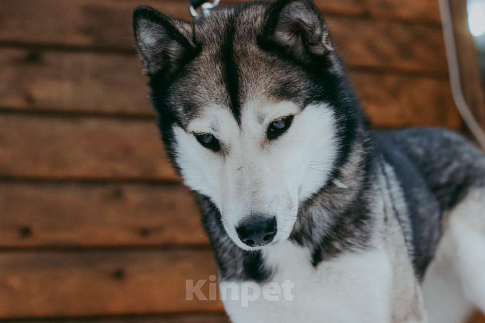 Собаки в Москве: Метис аляскинского кли-кая Ася в добрые руки Девочка, Бесплатно - фото 4