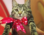 Кошки в Москве: котенок с шикарным окрасом Девочка, 10 руб. - фото 2