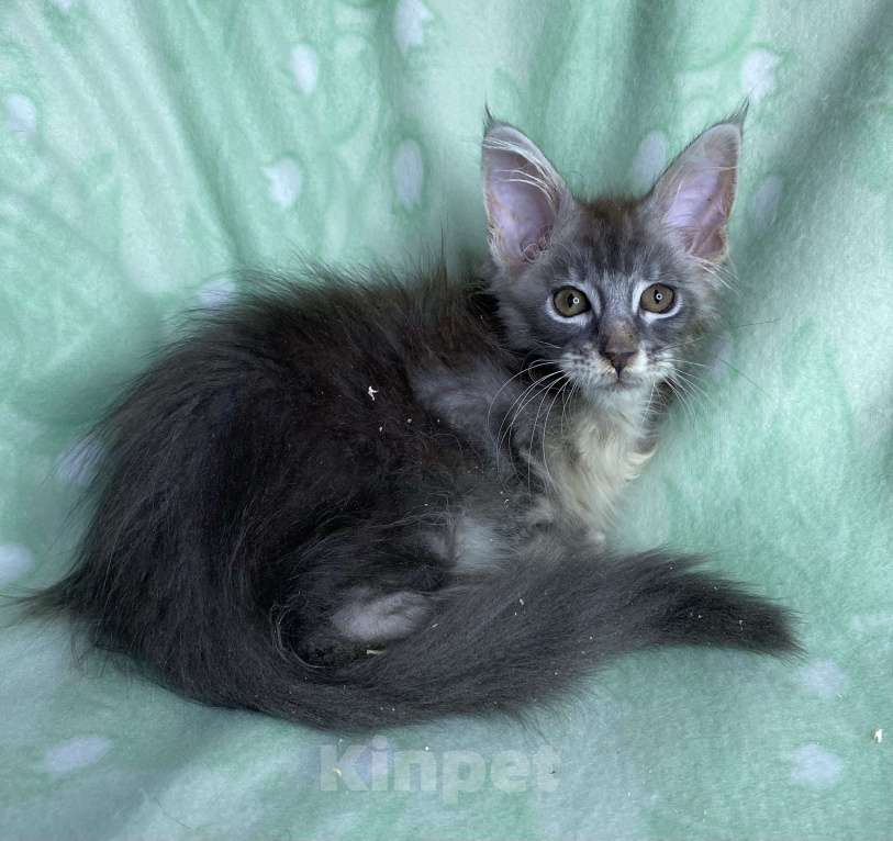 Кошки в Дмитрове: Голубая серебристая мраморная девочка мейн кун Carmie Девочка, Бесплатно - фото 3