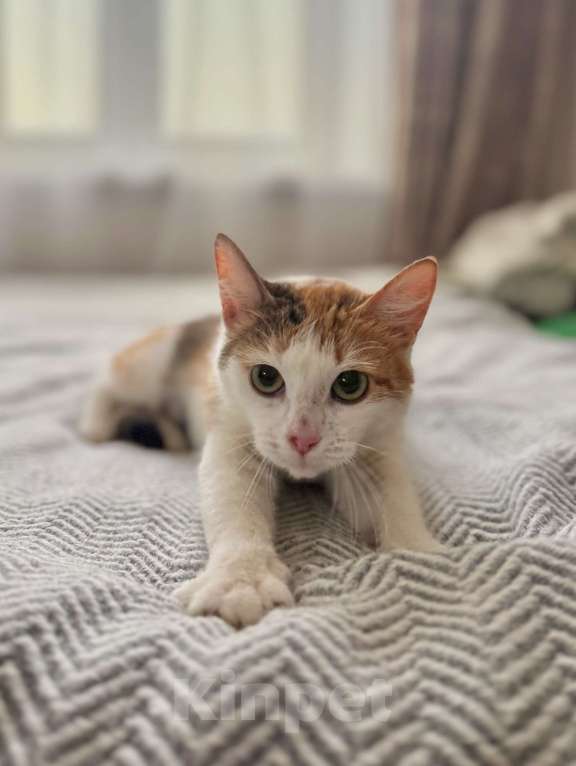 Кошки в Москве: Дофаминка - ваш удачный выбор Девочка, Бесплатно - фото 7