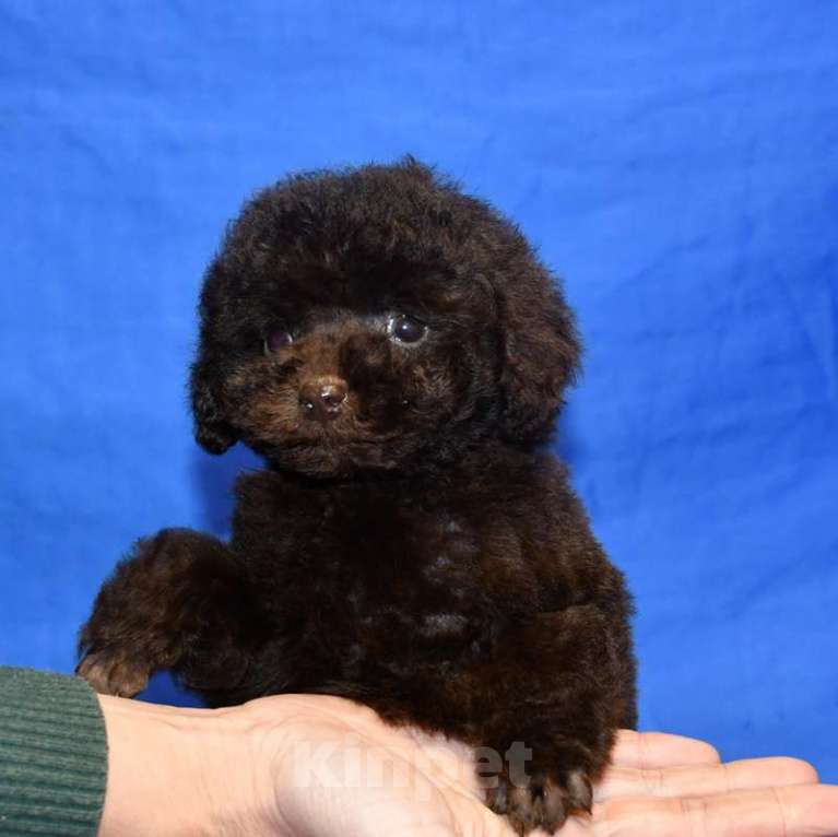 Собаки в Москве: той пудель щенки от 2х чемпионов Мальчик, 200 000 руб. - фото 3
