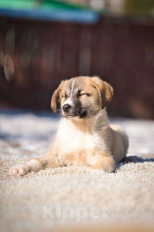 Собаки в Красногорске: Бетховен Мальчик, Бесплатно - фото 6