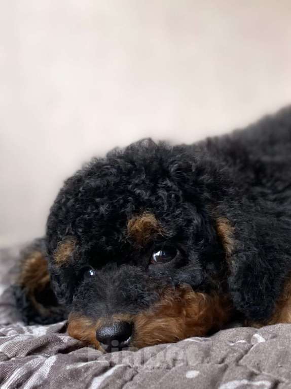 Собаки в Москве: Щенок пуделя Фантом мальчик Мальчик, Бесплатно - фото 2