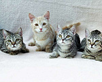 Кошки в Челябинске: котенок манчкин  Мальчик, 20 000 руб. - фото 3