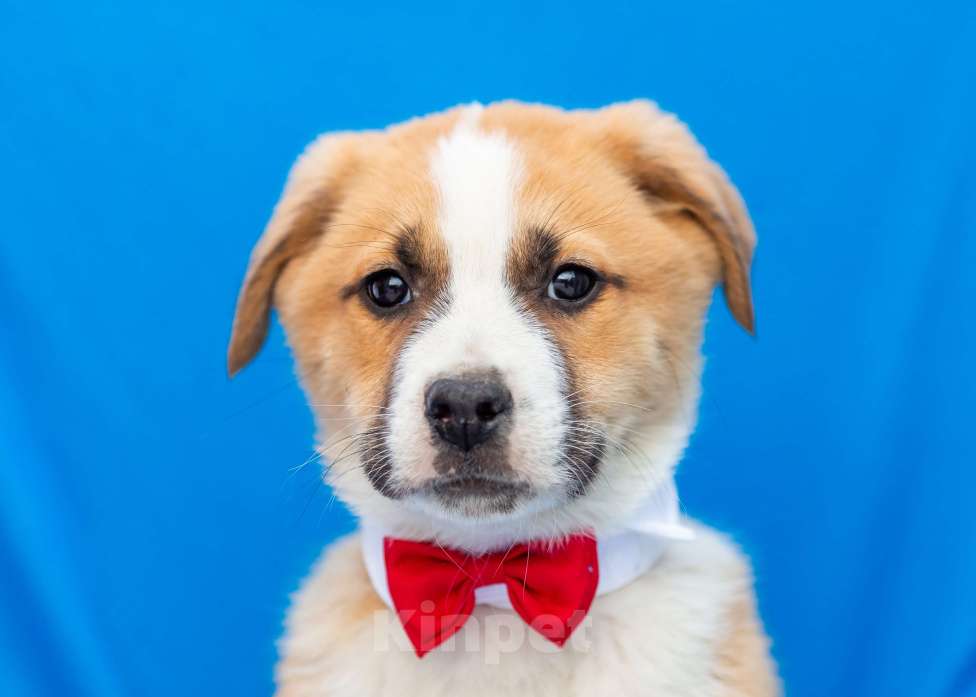 Собаки в других городах Московской области: Щенок Балу в добрые руки Мальчик, Бесплатно - фото 1