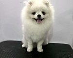 Собаки в Воронеже: кремовый самец померанского шпица Мальчик, 35 000 руб. - фото 1