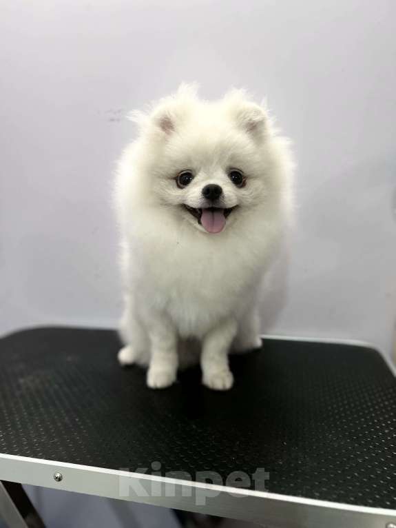 Собаки в Воронеже: кремовый самец померанского шпица Мальчик, 35 000 руб. - фото 1
