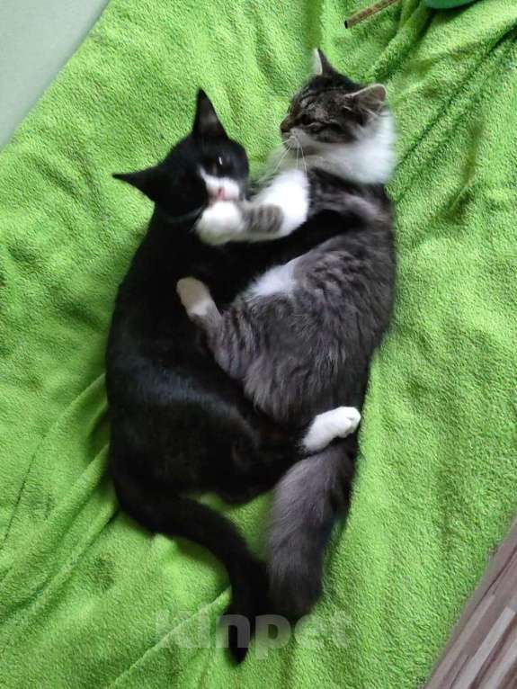 Кошки в Старом Купавне: Котенок в добрые руки Девочка, Бесплатно - фото 4