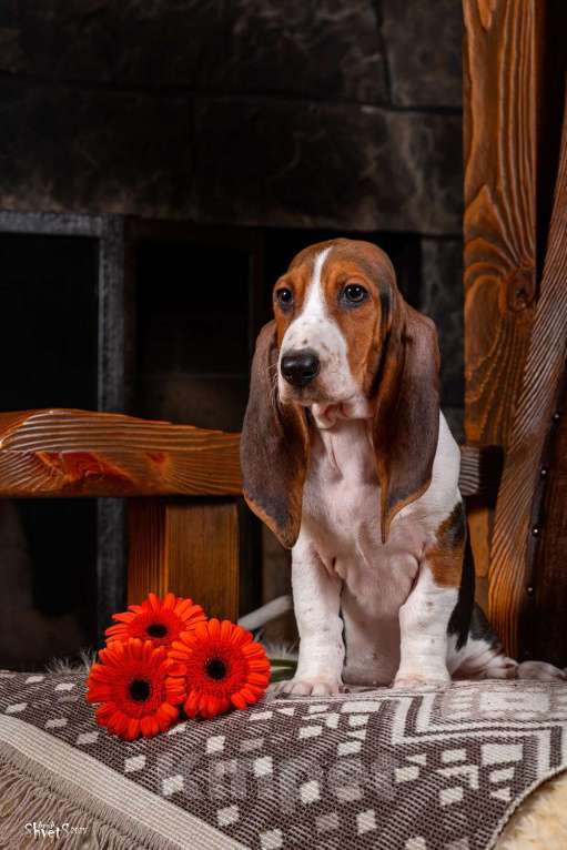 Собаки в Истре: Артезиано-нормандский бассет Девочка, 150 000 руб. - фото 5