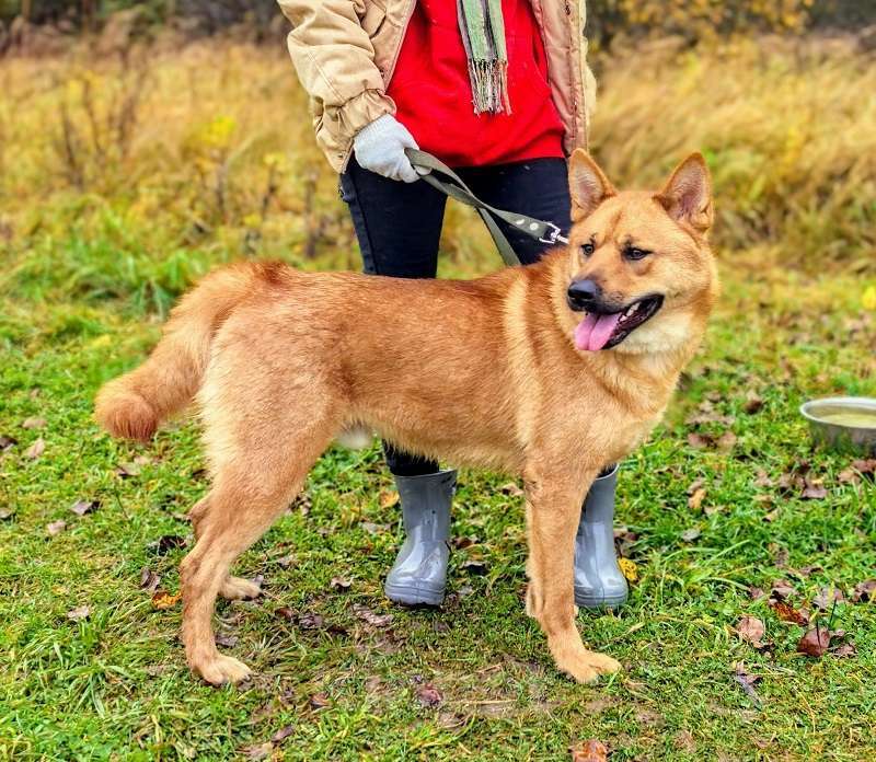 Собаки в Москве: Брутальный красавец Рич ищет хозяев! Мальчик, Бесплатно - фото 4