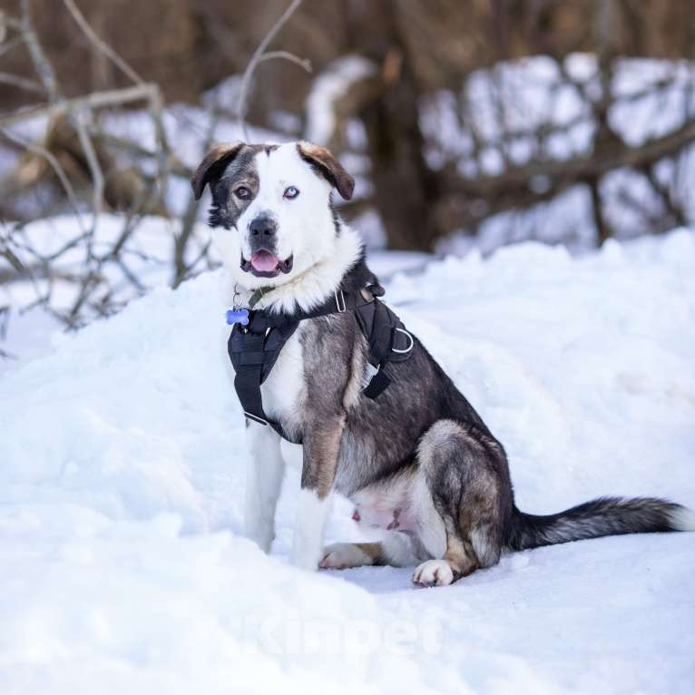 Собаки в Москве: Красавчик и добряк в поисках дома Мальчик, Бесплатно - фото 3