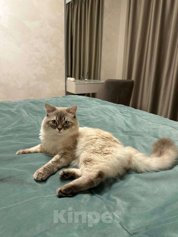 Кошки в Йошкаре-Оле: Котята породы Невская маскарадная Мальчик, 8 000 руб. - фото 7