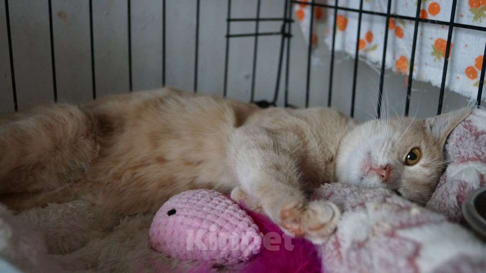 Кошки в Жуковском: Джозик котенок ищет дом Мальчик, Бесплатно - фото 7