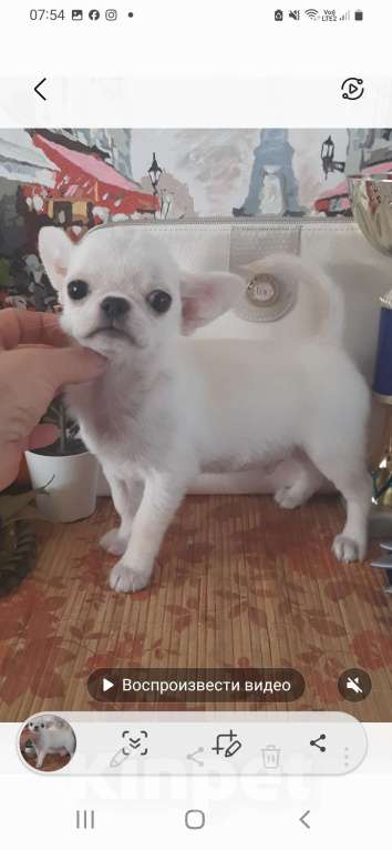 Собаки в Москве: Беленький мальчик г/ш Мальчик, 22 000 руб. - фото 2