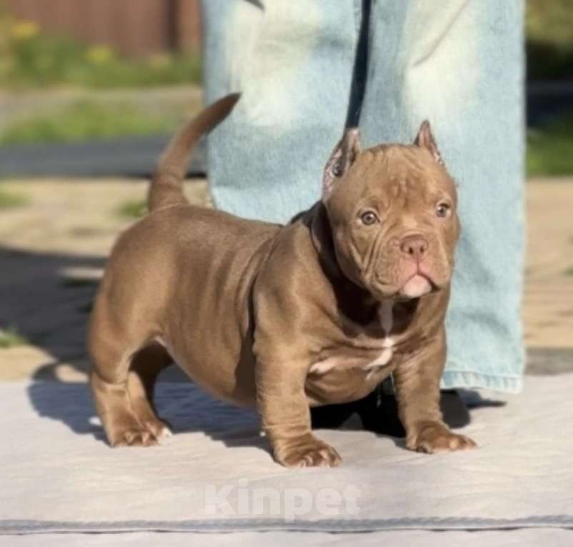 Собаки в Москве: Американский Булли Девочка, 120 000 руб. - фото 4