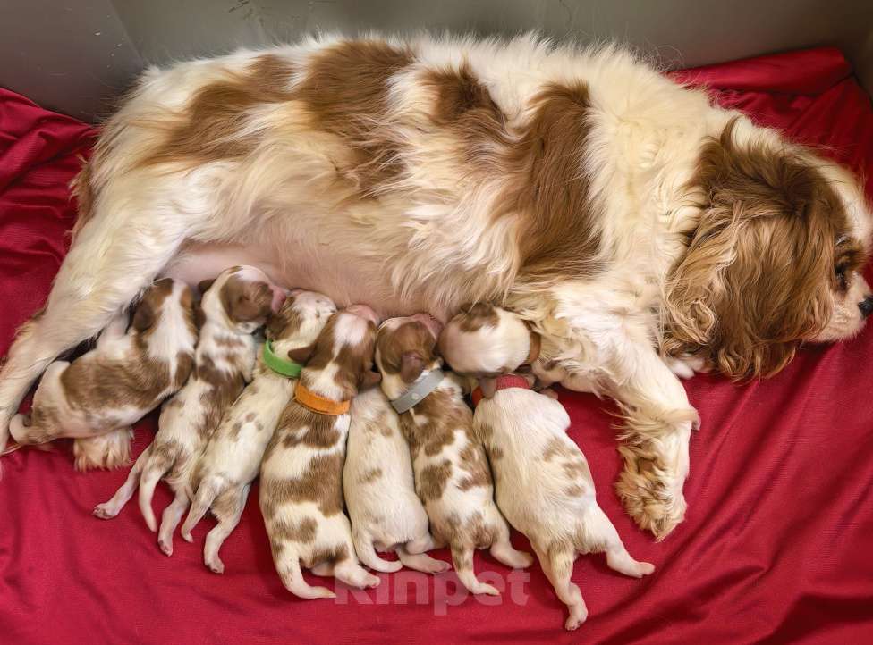 Собаки в Москве: Помет Кавалер Кинг Чарльз Спаниель на май Мальчик, 90 000 руб. - фото 4