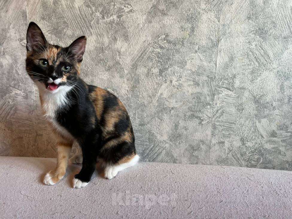 Кошки в Москве: котенок Милли ищет дом Девочка, Бесплатно - фото 5