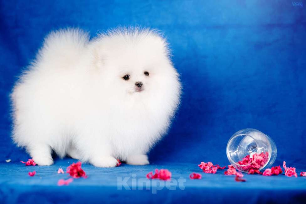 Собаки в Москве: Мальчик бело кремовый Мальчик, 85 000 руб. - фото 2