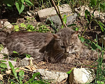 Кошки в Калининграде: Кот порода сибирская, Бесплатно - фото 2