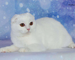 Кошки в Новокубанске: продажа шотландского котенка, 5 800 руб. - фото 1