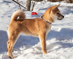 Собаки в Москве: Щенки Сиба-Ину (Шиба-Ину) Девочка, 50 000 руб. - фото 2